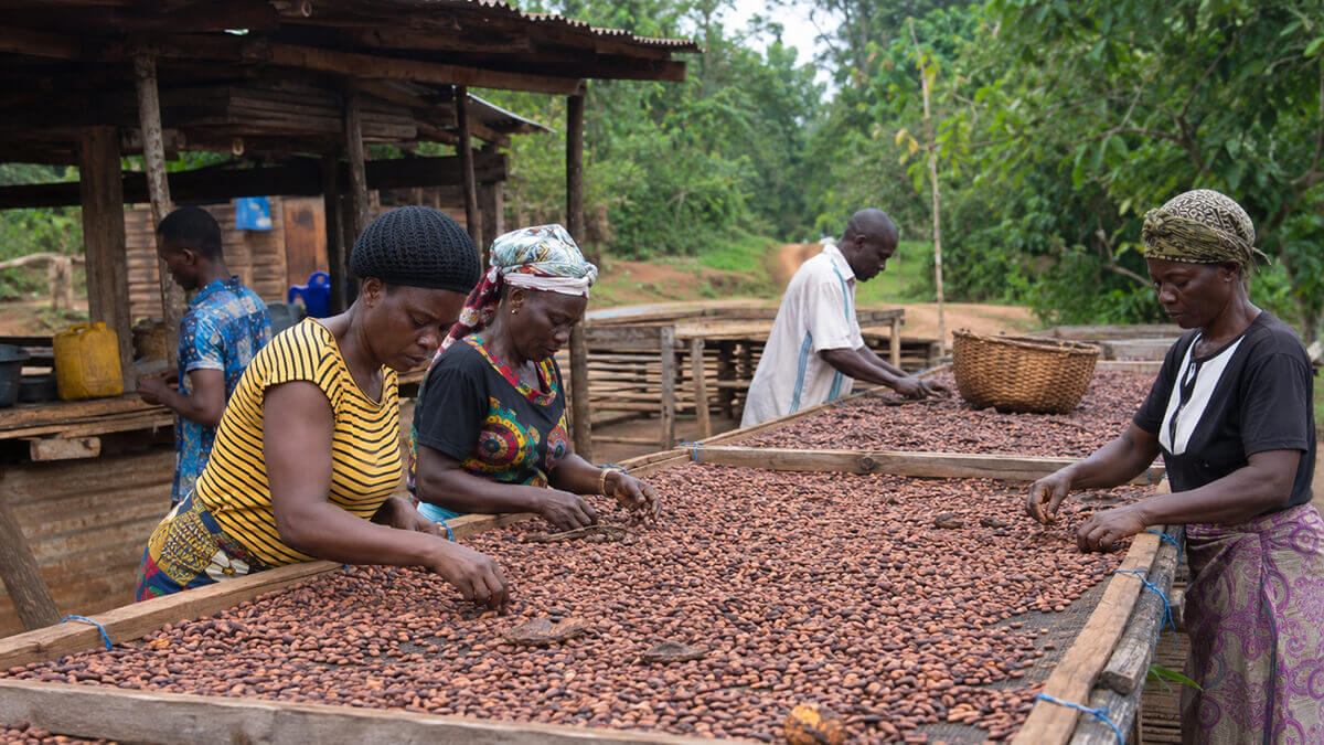 Kakaová hmota Sierra Leone třídění kakaových bobů